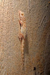 Tarentola deserti