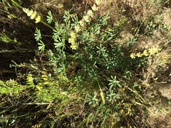 Lupinus microcarpus