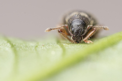 Barypeithes pellucidus