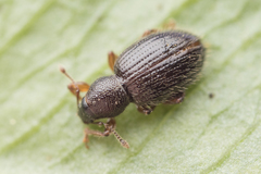 Barypeithes pellucidus