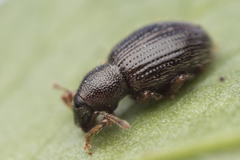 Barypeithes pellucidus