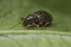 Barypeithes pellucidus