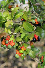 Ochna arborea