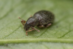 Barypeithes pellucidus