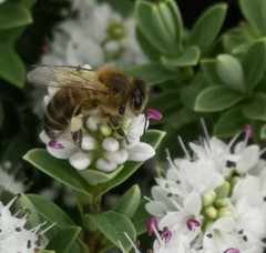 Apis mellifera