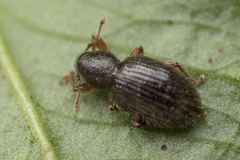 Barypeithes pellucidus