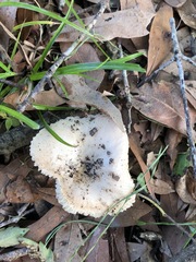 Russula amoenolens
