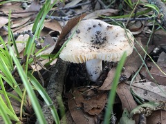 Russula amoenolens