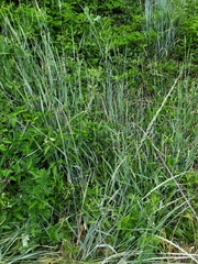 Thinopyrum intermedium intermedium