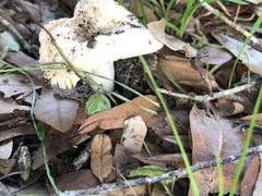 Russula amoenolens