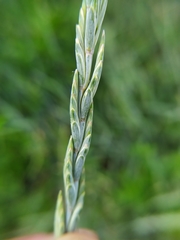 Thinopyrum intermedium intermedium