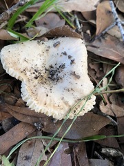 Russula amoenolens