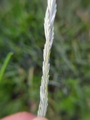 Thinopyrum intermedium intermedium