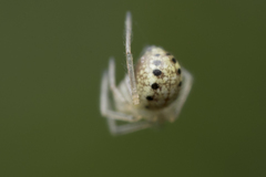 Enoplognatha ovata