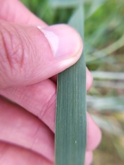 Thinopyrum intermedium intermedium