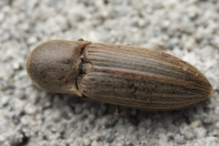 Agriotes lineatus