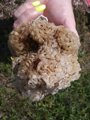 Muricoidea