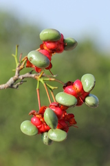 Ochna arborea