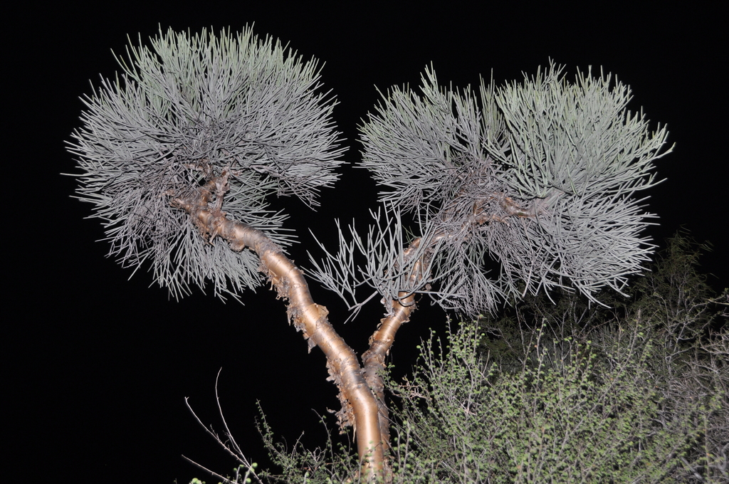 Plagianthae