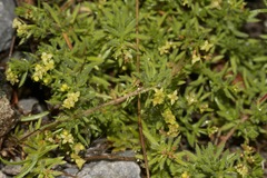 Galium ambiguum