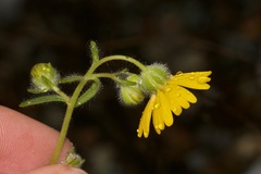 Harmonia doris-nilesiae