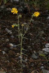 Harmonia doris-nilesiae