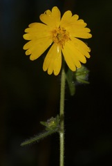 Harmonia doris-nilesiae