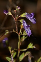 Collinsia greenei