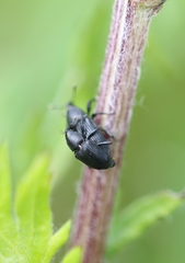 Baris artemisiae