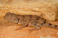 Trapelus mutabilis