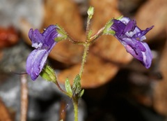 Collinsia greenei