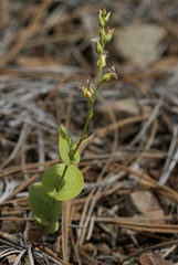 Streptanthus drepanoides