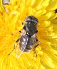 Eristalinus aeneus
