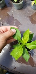 Solidago arguta arguta