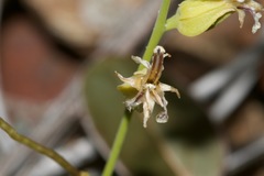 Streptanthus drepanoides