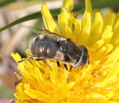 Eristalinus aeneus