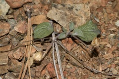 Viola purpurea integrifolia