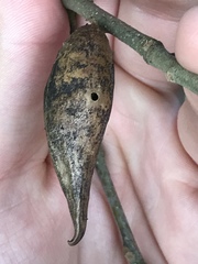 Amphibolips acuminata