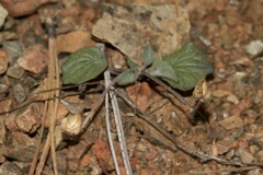 Viola purpurea integrifolia
