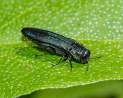 Agrilus sulcicollis