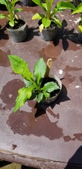 Solidago arguta arguta