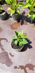 Solidago arguta arguta