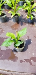 Solidago arguta arguta