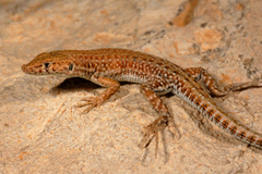Mesalina guttulata