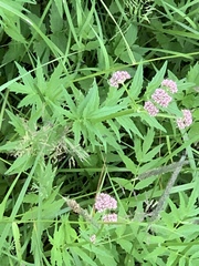 Valeriana officinalis sambucifolia