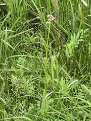 Valeriana officinalis sambucifolia