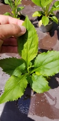 Solidago arguta arguta