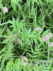 Valeriana officinalis sambucifolia