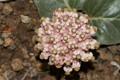 Asclepias solanoana