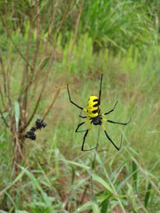 Trichonephila turneri